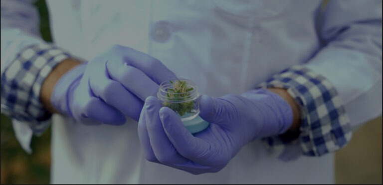 726kVA Grupel genset for Master Med Cannabis, Portugal